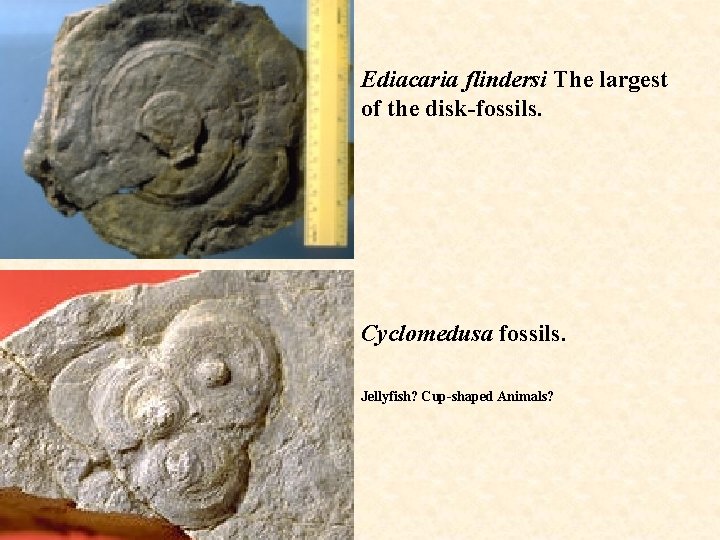 Ediacaria flindersi The largest of the disk-fossils. Cyclomedusa fossils. Jellyfish? Cup-shaped Animals? 