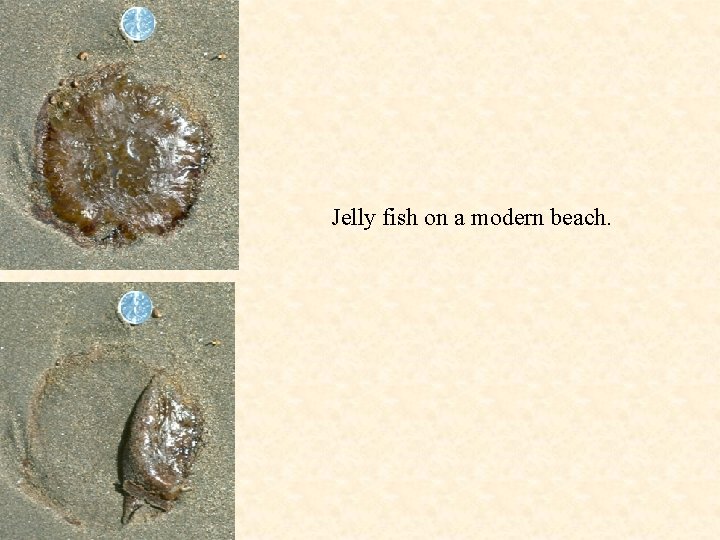 Jelly fish on a modern beach. 
