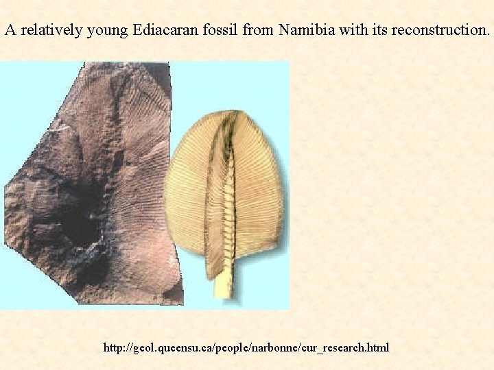 A relatively young Ediacaran fossil from Namibia with its reconstruction. http: //geol. queensu. ca/people/narbonne/cur_research.