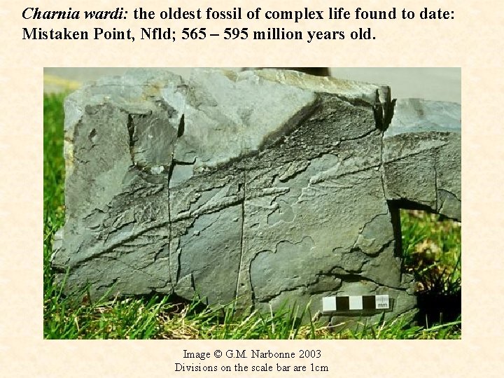 Charnia wardi: the oldest fossil of complex life found to date: Mistaken Point, Nfld;