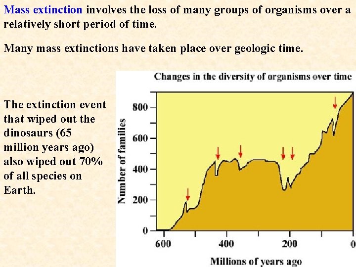 Mass extinction involves the loss of many groups of organisms over a relatively short