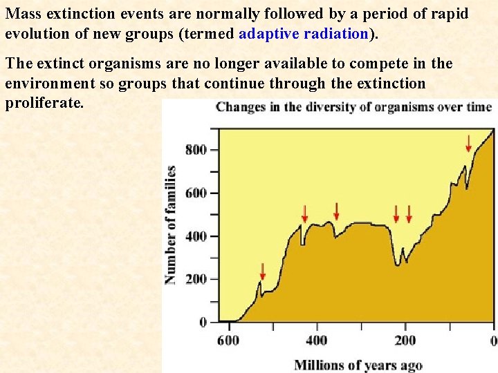 Mass extinction events are normally followed by a period of rapid evolution of new