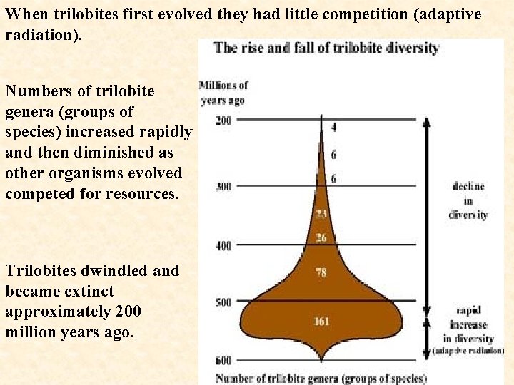When trilobites first evolved they had little competition (adaptive radiation). Numbers of trilobite genera