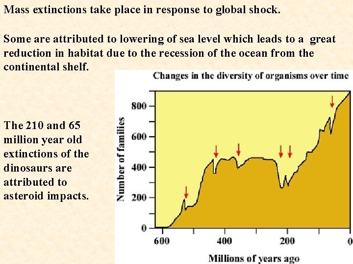Mass extinctions take place in response to global shock. Some are attributed to lowering
