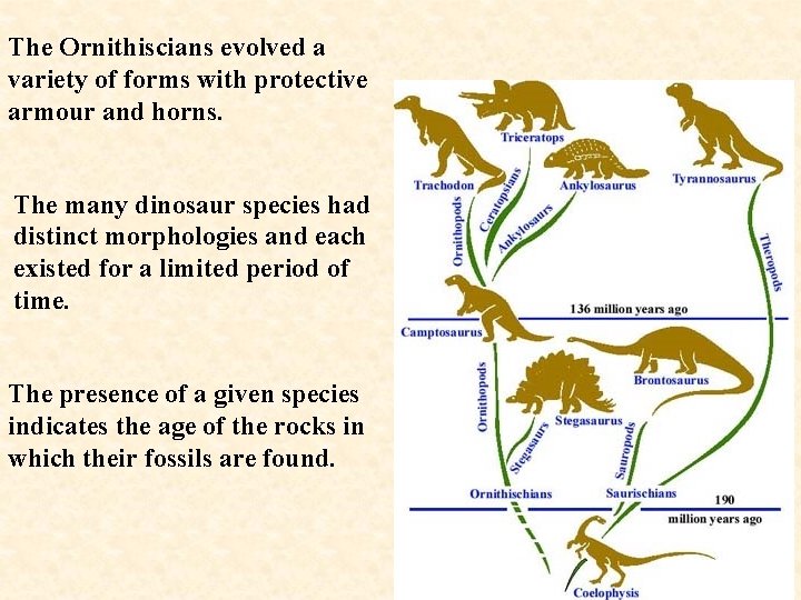 The Ornithiscians evolved a variety of forms with protective armour and horns. The many