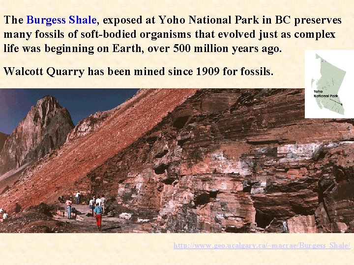 The Burgess Shale, exposed at Yoho National Park in BC preserves many fossils of