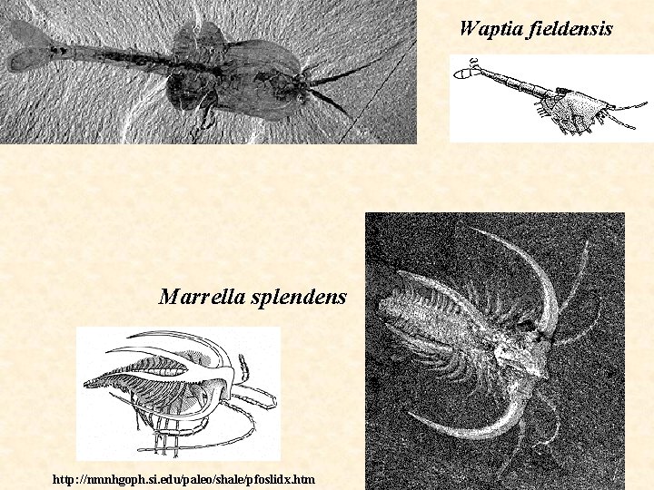 Waptia fieldensis Marrella splendens http: //nmnhgoph. si. edu/paleo/shale/pfoslidx. htm 