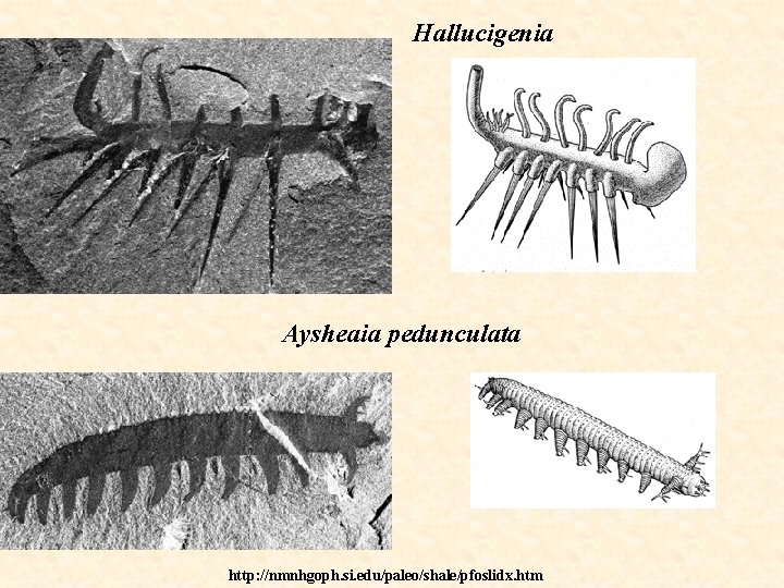 Hallucigenia Aysheaia pedunculata http: //nmnhgoph. si. edu/paleo/shale/pfoslidx. htm 