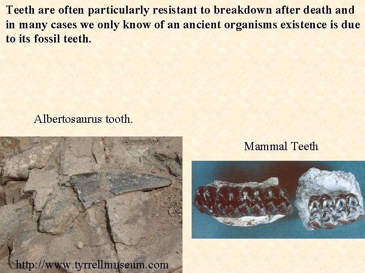 Teeth are often particularly resistant to breakdown after death and in many cases we