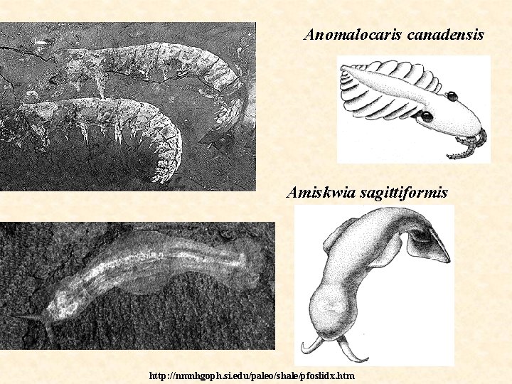 Anomalocaris canadensis Amiskwia sagittiformis http: //nmnhgoph. si. edu/paleo/shale/pfoslidx. htm 