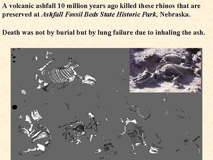 A volcanic ashfall 10 million years ago killed these rhinos that are preserved at