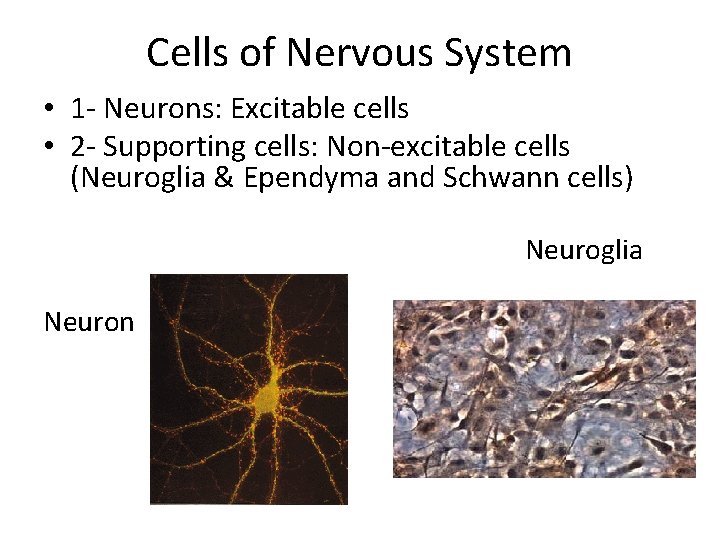 Cells of Nervous System • 1 - Neurons: Excitable cells • 2 - Supporting