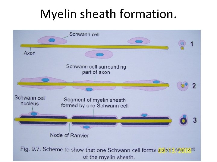 Myelin sheath formation. 