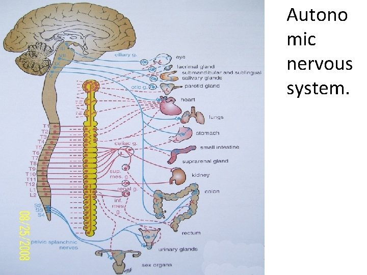  • Autono mic nervous system. 