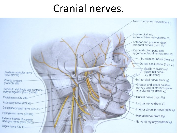 Cranial nerves. 