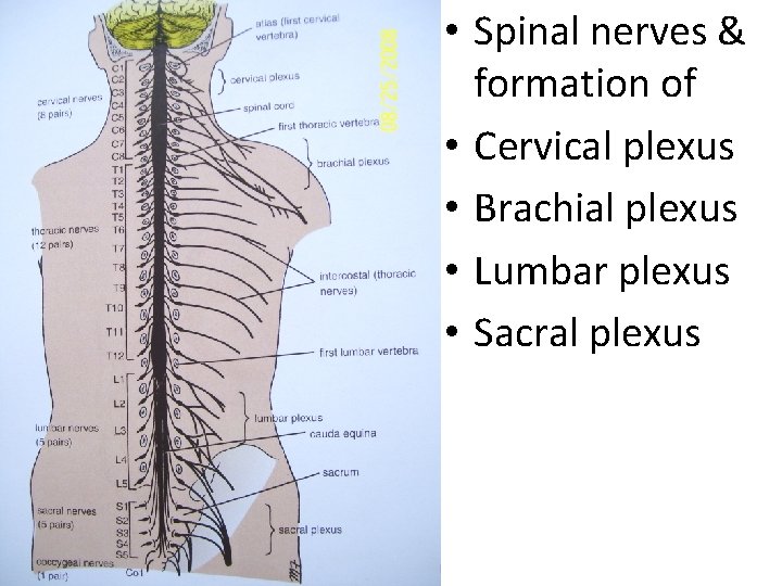  • Spinal nerves & formation of • Cervical plexus • Brachial plexus •