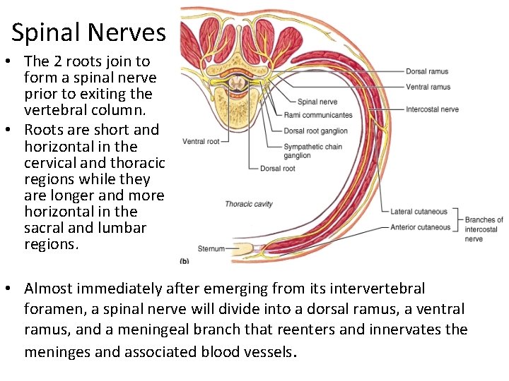 Spinal Nerves • The 2 roots join to form a spinal nerve prior to
