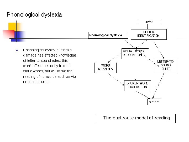 Phonological dyslexia n Phonological dyslexia: if brain damage has affected knowledge of letter-to-sound rules,