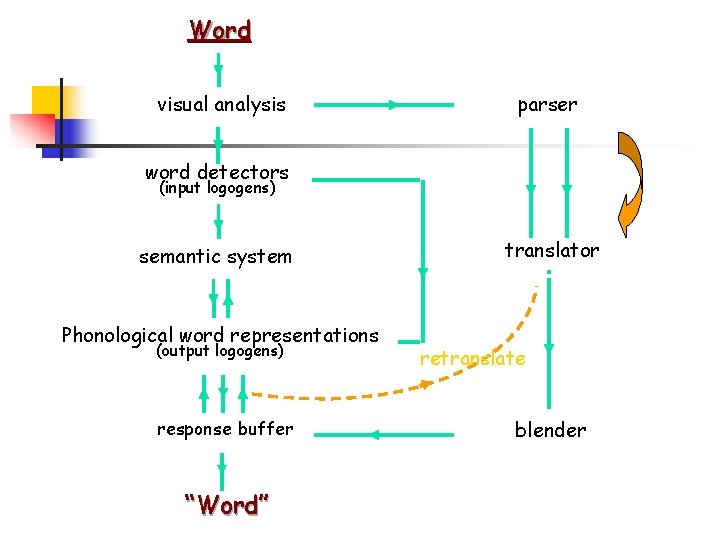 Word visual analysis parser word detectors (input logogens) semantic system Phonological word representations (output