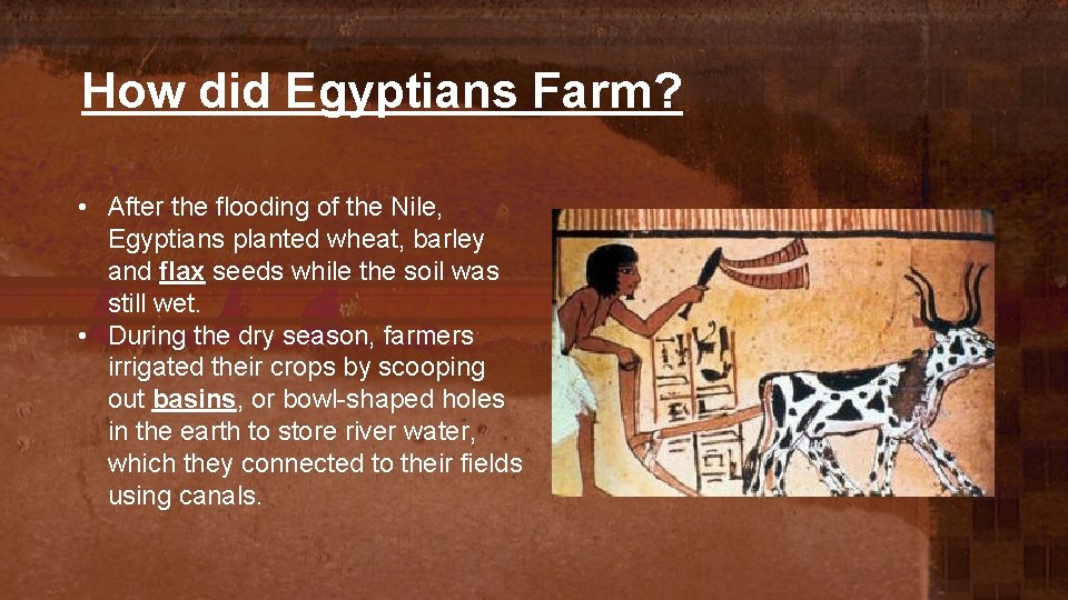 How did Egyptians Farm? • After the flooding of the Nile, Egyptians planted wheat,