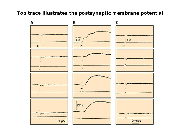 Top trace illustrates the postsynaptic membrane potential 