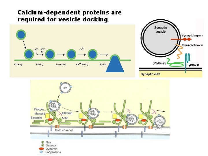 Calcium-dependent proteins are required for vesicle docking 