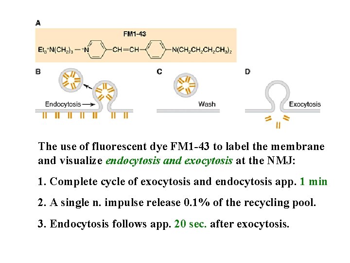 The use of fluorescent dye FM 1 -43 to label the membrane and visualize