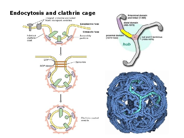 Endocytosis and clathrin cage 