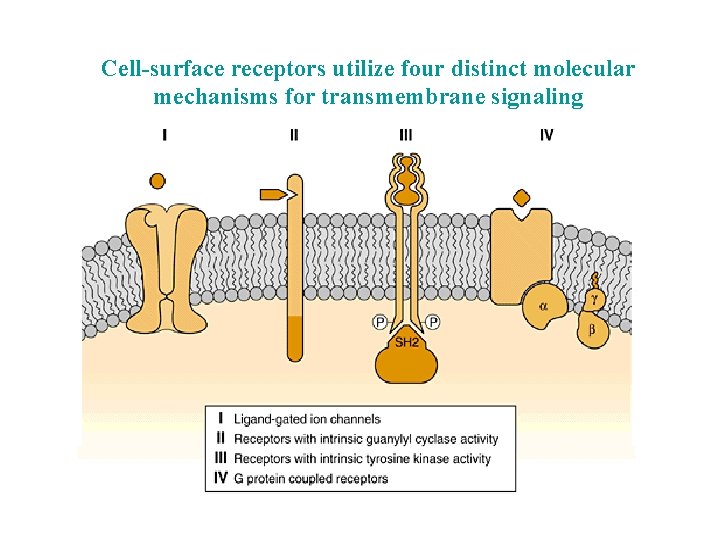 Cell-surface receptors utilize four distinct molecular mechanisms for transmembrane signaling 