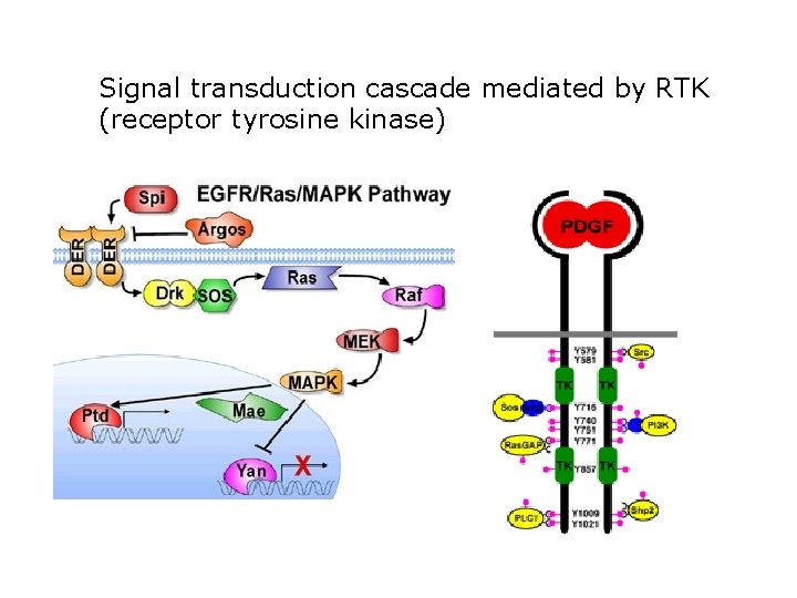 Signal transduction cascade mediated by RTK (receptor tyrosine kinase) 