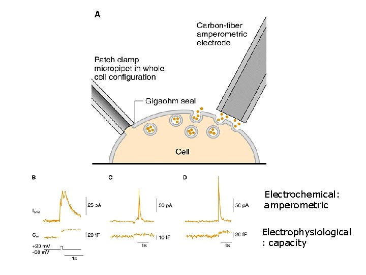 Electrochemical: amperometric Electrophysiological : capacity 