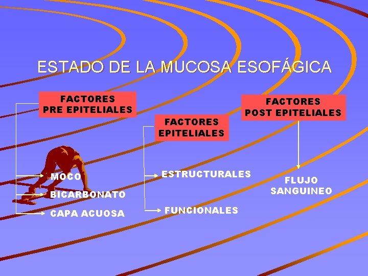 ESTADO DE LA MUCOSA ESOFÁGICA FACTORES PRE EPITELIALES MOCO FACTORES EPITELIALES ESTRUCTURALES BICARBONATO CAPA