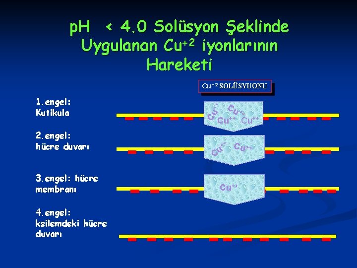p. H < 4. 0 Solüsyon Şeklinde Uygulanan Cu+2 iyonlarının Hareketi Cu+2 SOLÜSYUONU 2.