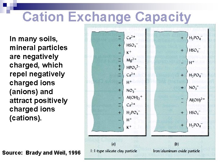 Cation Exchange Capacity In many soils, mineral particles are negatively charged, which repel negatively