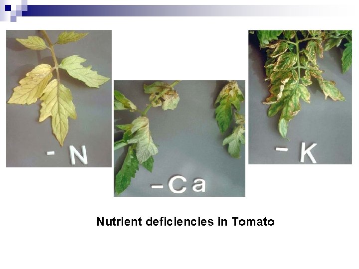 Nutrient deficiencies in Tomato 