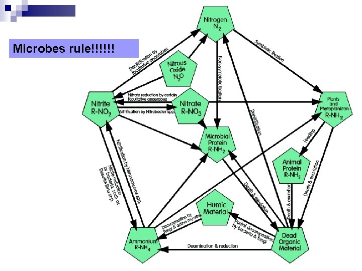 Microbes rule!!!!!! 