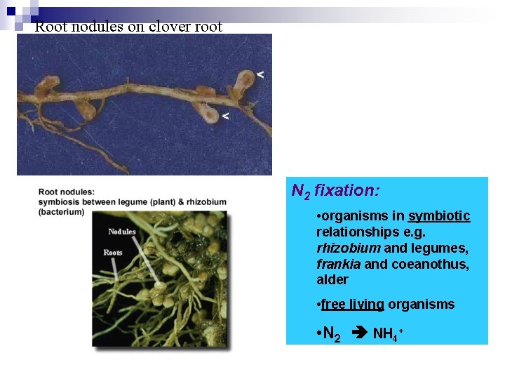 Root nodules on clover root N 2 fixation: • organisms in symbiotic relationships e.