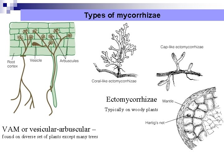 Types of mycorrhizae Ectomycorrhizae Typically on woody plants VAM or vesicular-arbuscular – found on