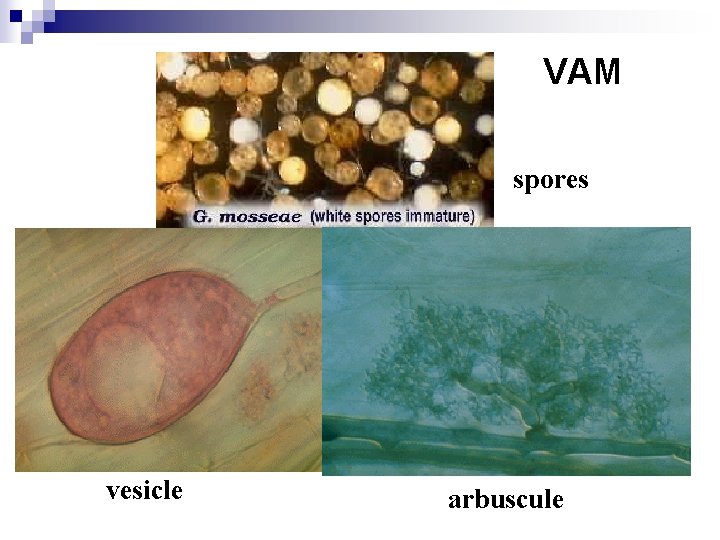 VAM spores vesicle arbuscule 