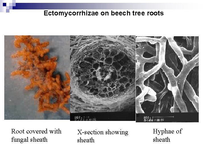 Ectomycorrhizae on beech tree roots Root covered with fungal sheath X-section showing sheath Hyphae