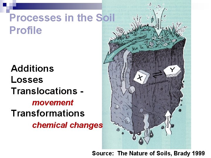 Processes in the Soil Profile Additions Losses Translocations movement Transformations chemical changes Source: The