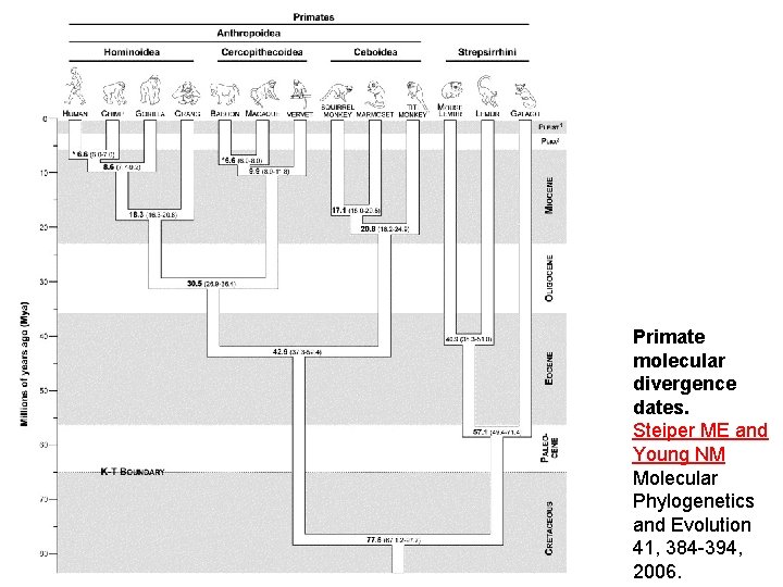 Primate molecular divergence dates Steiper ME and Young