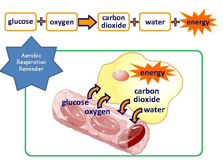 glucose oxygen carbon dioxide Aerobic Respiration Reminder water energy glucose oxygen carbon dioxide water glucose oxygen carbon dioxide Aerobic Respiration Reminder water energy glucose oxygen carbon dioxide water