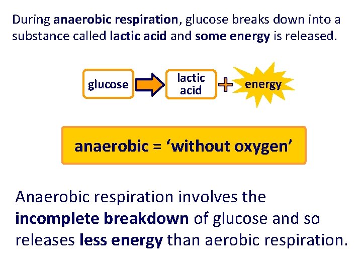 During anaerobic respiration, glucose breaks down into a substance called lactic acid and some During anaerobic respiration, glucose breaks down into a substance called lactic acid and some