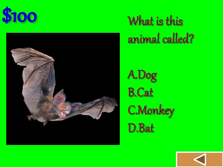 $100 What is this animal called? A. Dog B. Cat C. Monkey D. Bat