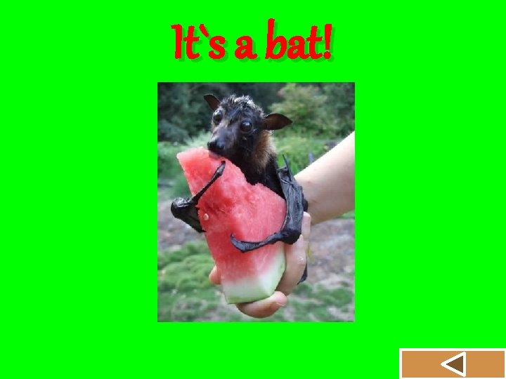 It`s a bat! 