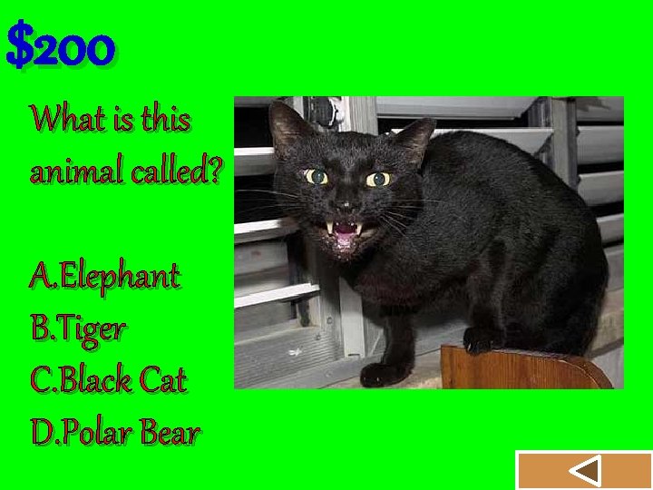 $200 What is this animal called? A. Elephant B. Tiger C. Black Cat D.
