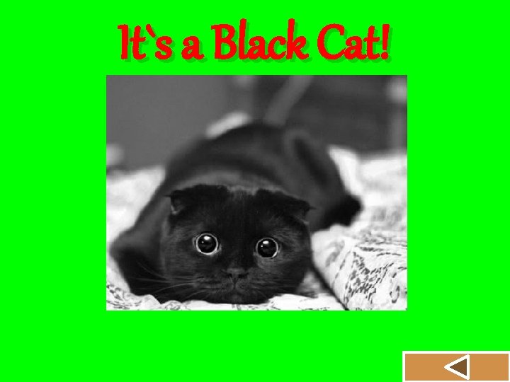 It`s a Black Cat! 