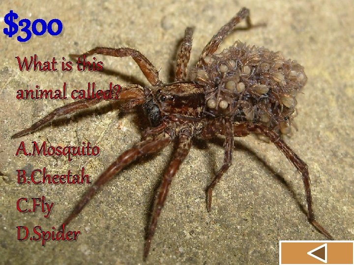 $300 What is this animal called? A. Mosquito B. Cheetah C. Fly D. Spider