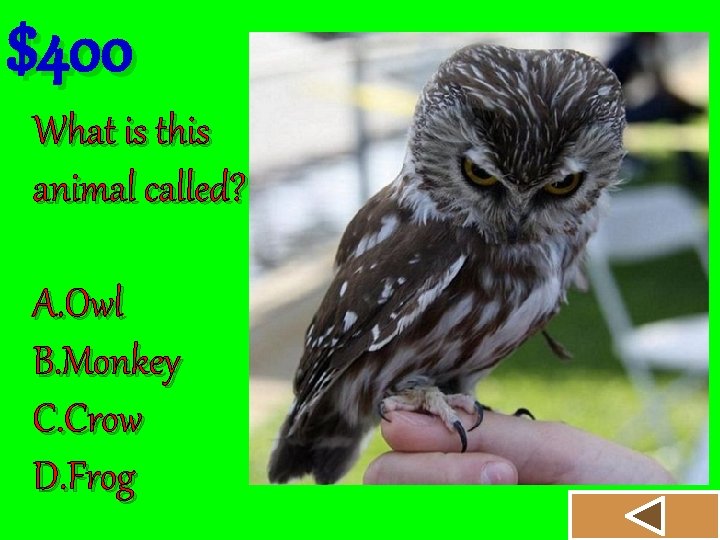 $400 What is this animal called? A. Owl B. Monkey C. Crow D. Frog